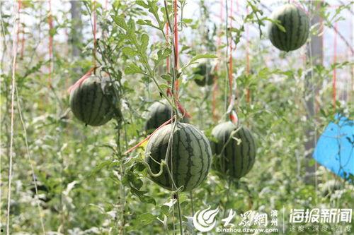 好精彩的吃瓜视频下载,好精彩瞬间尽收眼底
