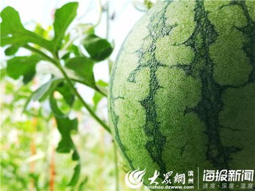 好精彩的吃瓜视频下载,好精彩瞬间尽收眼底