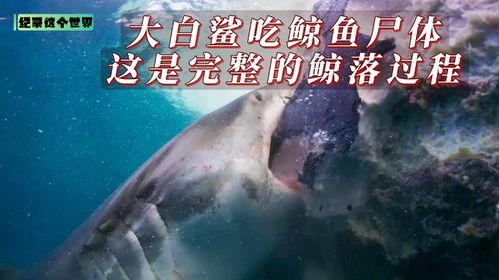 白鲨吃瓜事件视频播放,一场海洋奇观引发的全球热议