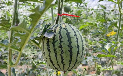 吃罗汉瓜视频教程,轻松学会家常美味