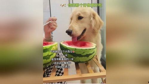 吃瓜狗狗的视频,萌态十足，网友直呼“太可爱了！”