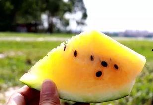 吃沙瓜的视频大全集,夏日消暑美食盛宴