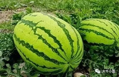 吃沙瓜的视频大全集,夏日消暑美食盛宴