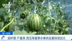 西瓜视频吃瓜的群众,吃瓜群众的热议焦点