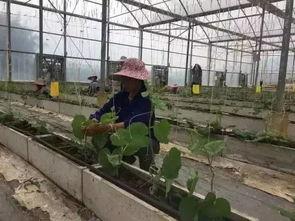 柳州市一中吃瓜视频,揭秘校园生活趣味瞬间