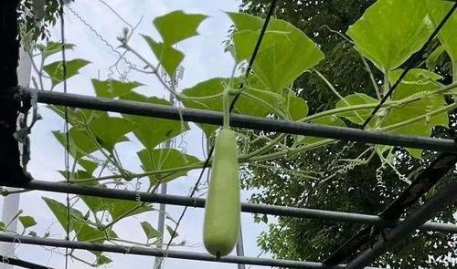 浙江金华吃瓜视频,揭秘当地特色美食背后的故事