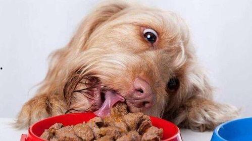 老汉瓜可以给狗吃吗视频,揭秘狗狗的健康美食选择