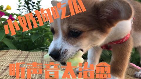 主人吃瓜狗吃瓜皮视频下载,主人狗子共享吃瓜乐趣，萌态视频引网友下载热潮