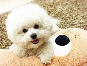 比熊可以吃蜜瓜嘛视频,安全与注意事项