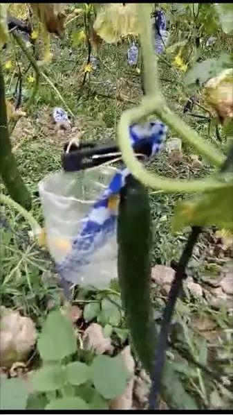 松阳人社局吃瓜事件视频,视频曝光引发公众热议