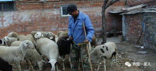 牵羊吃瓜的视频,揭秘网络热传视频背后的趣味与思考