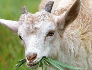 牵羊吃瓜的视频,揭秘网络热传视频背后的趣味与思考