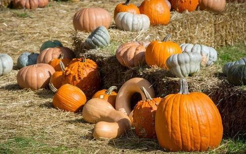 潮汕搞笑吃秋瓜视频,趣味横生的传统美食体验