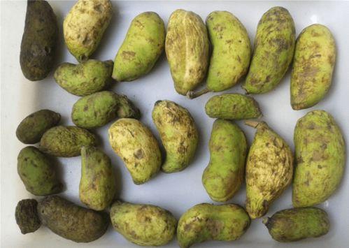 东北吃八月瓜视频大全下载,解锁地道风味