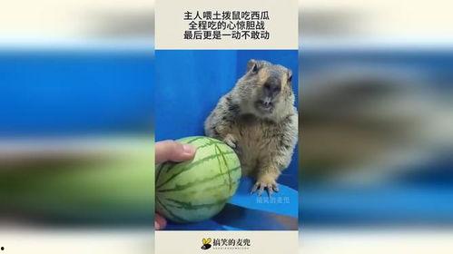 模仿土拨鼠吃瓜视频大全,萌宠欢乐秀
