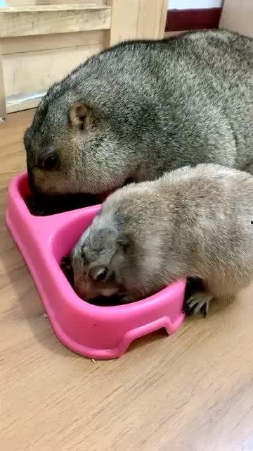 模仿土拨鼠吃瓜视频大全,萌宠欢乐秀