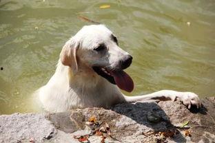 幼犬吃哈密瓜好吗视频,幼犬食用哈密瓜的安全性探讨