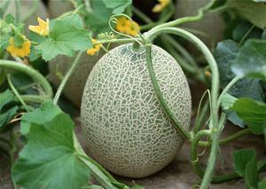 幼犬吃哈密瓜好吗视频,幼犬食用哈密瓜的安全性探讨