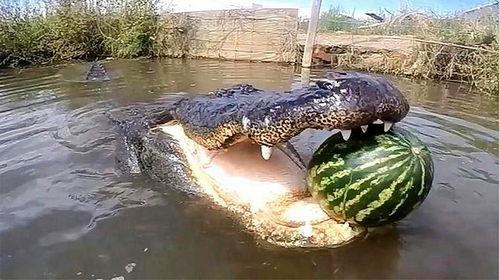 吃瓜鳄鱼视频大全,趣味横生的动物奇观大盘点