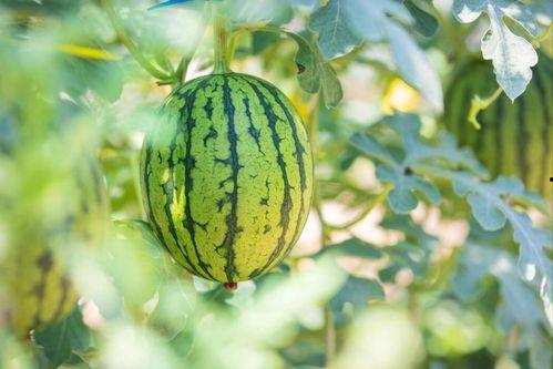 花梢瓜怎么吃最好吃视频,视频教你如何吃出最佳口感