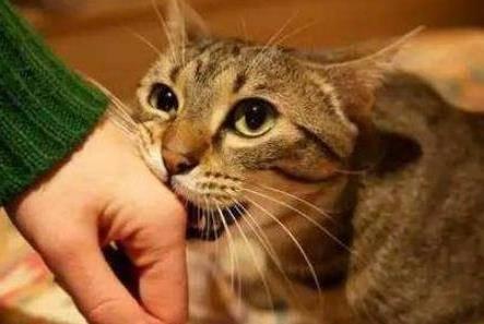 猫吃梨瓜做法视频大全集,视频大全集带你轻松制作猫咪美食