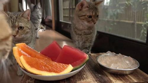 猫吃梨瓜做法视频大全集,视频大全集带你轻松制作猫咪美食
