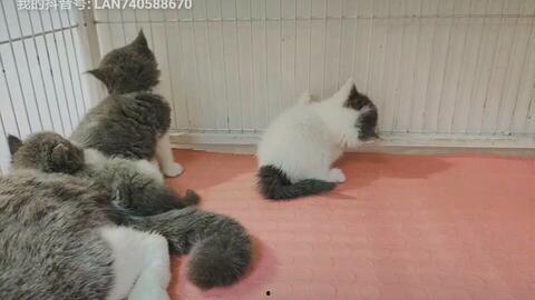 猫吃梨瓜做法视频大全集,视频大全集带你轻松制作猫咪美食