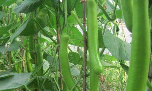 瓠瓜可以摘藤吃吗视频播放,揭秘摘藤食用的健康美味