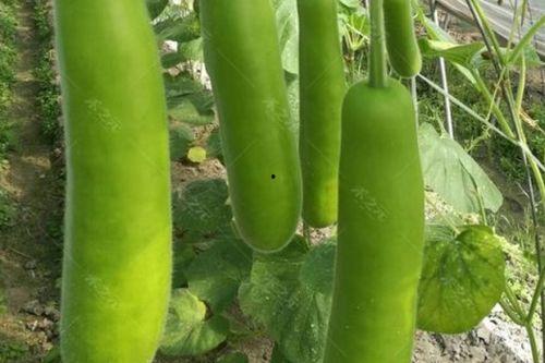 瓠瓜可以摘藤吃吗视频播放,揭秘摘藤食用的健康美味