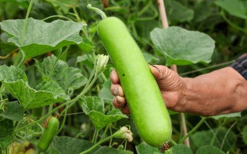 瓠瓜可以摘藤吃吗视频播放,揭秘摘藤食用的健康美味