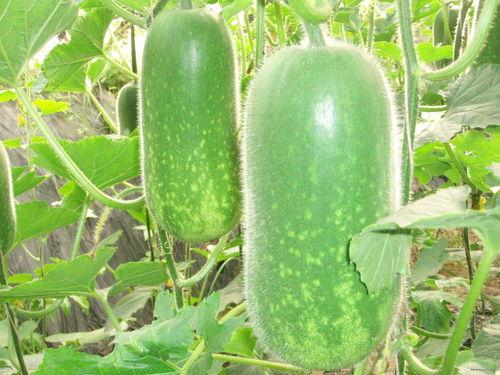 深入八卦吃瓜视频大全