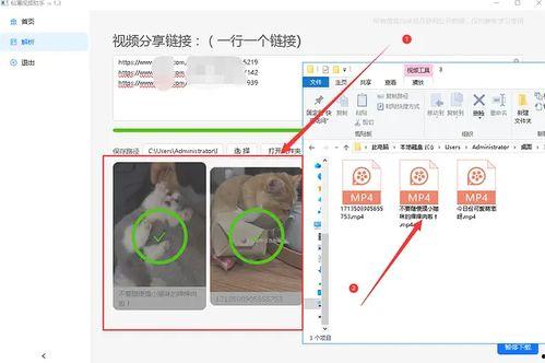 吃瓜背景视频素材无水印,无水印视频素材解析