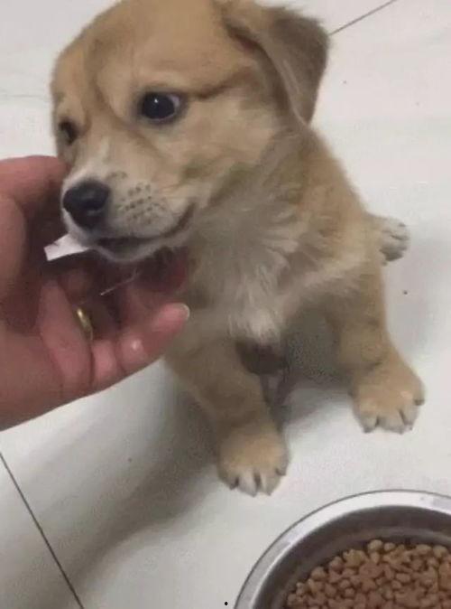 土狗吃白瓜好吗视频,美味还是禁忌？