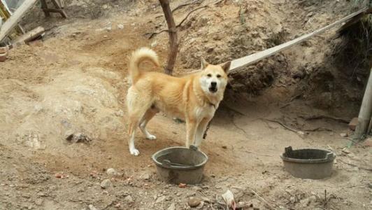 土狗吃白瓜好吗视频,美味还是禁忌？