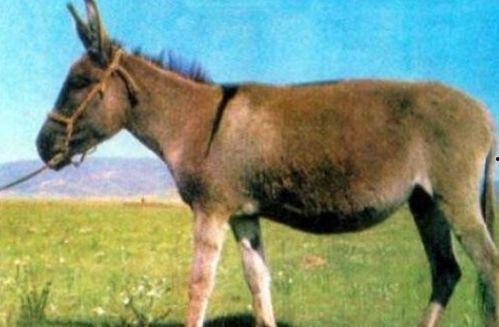 瘦驴吃瓜小哥视频,揭秘网络红人的爆红之路