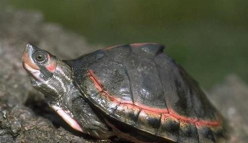 插刀龟吃瓜视频,揭秘娱乐圈幕后真相