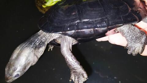 插刀龟吃瓜视频,揭秘娱乐圈幕后真相