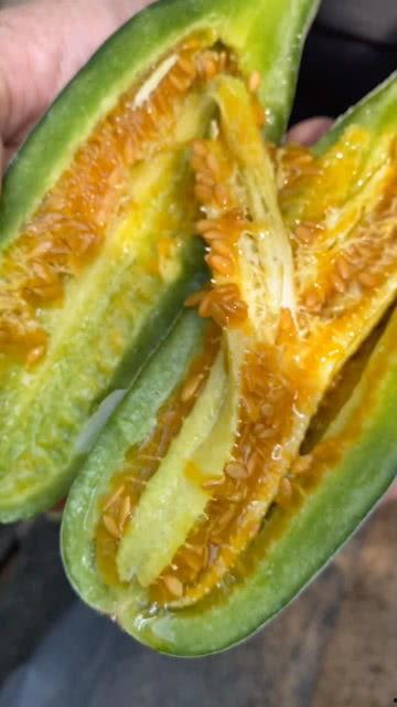 有吃小嫩瓜的吗视频大全,小嫩瓜视频大全精选