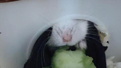 仓鼠吃小瓜视频,揭秘小瓜的诱惑之旅