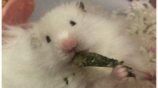 仓鼠吃小瓜视频,揭秘小瓜的诱惑之旅