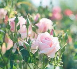 小雨海棠吃瓜原视频,趣味横生瞬间回顾