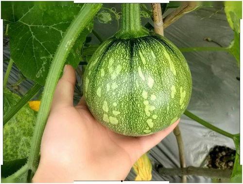 熟的凉瓜还可以吃么吗视频,揭秘凉瓜的神奇食用方法