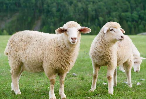 蟋蟀会吃羊瓜吗图片视频,揭秘蟋蟀与羊瓜的神秘关系