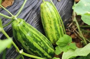 吃瓜刮瓜皮视频,跟着视频学刮瓜皮新技能