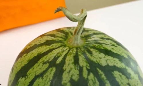 吃瓜刮瓜皮视频,跟着视频学刮瓜皮新技能