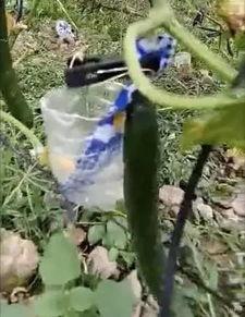 广海吃瓜事件视频大全,视频大全背后的热点追踪与热议解析