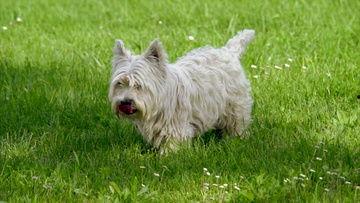 猴子吃瓜视频大全集下载,欢乐瞬间尽收眼底