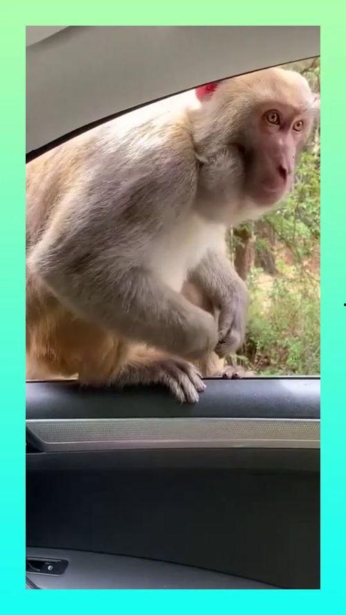 猴子吃瓜视频大全集下载,欢乐瞬间尽收眼底