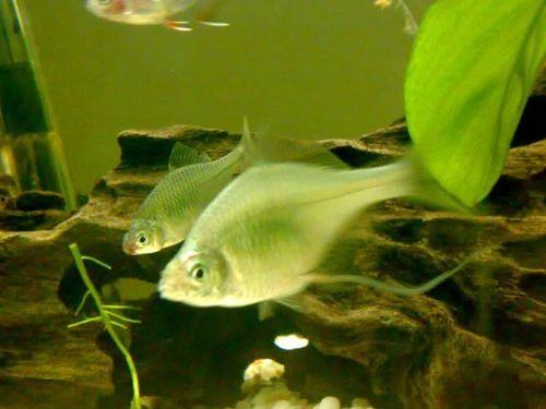 大黄小鱼在街上吃瓜视频,趣味横生一幕引网友热议