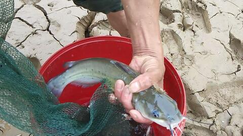 大黄小鱼在街上吃瓜视频,趣味横生一幕引网友热议